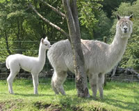 Loyola and cria